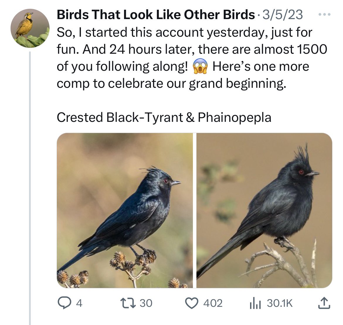 Birds That Look Like Other Birds tweet media
