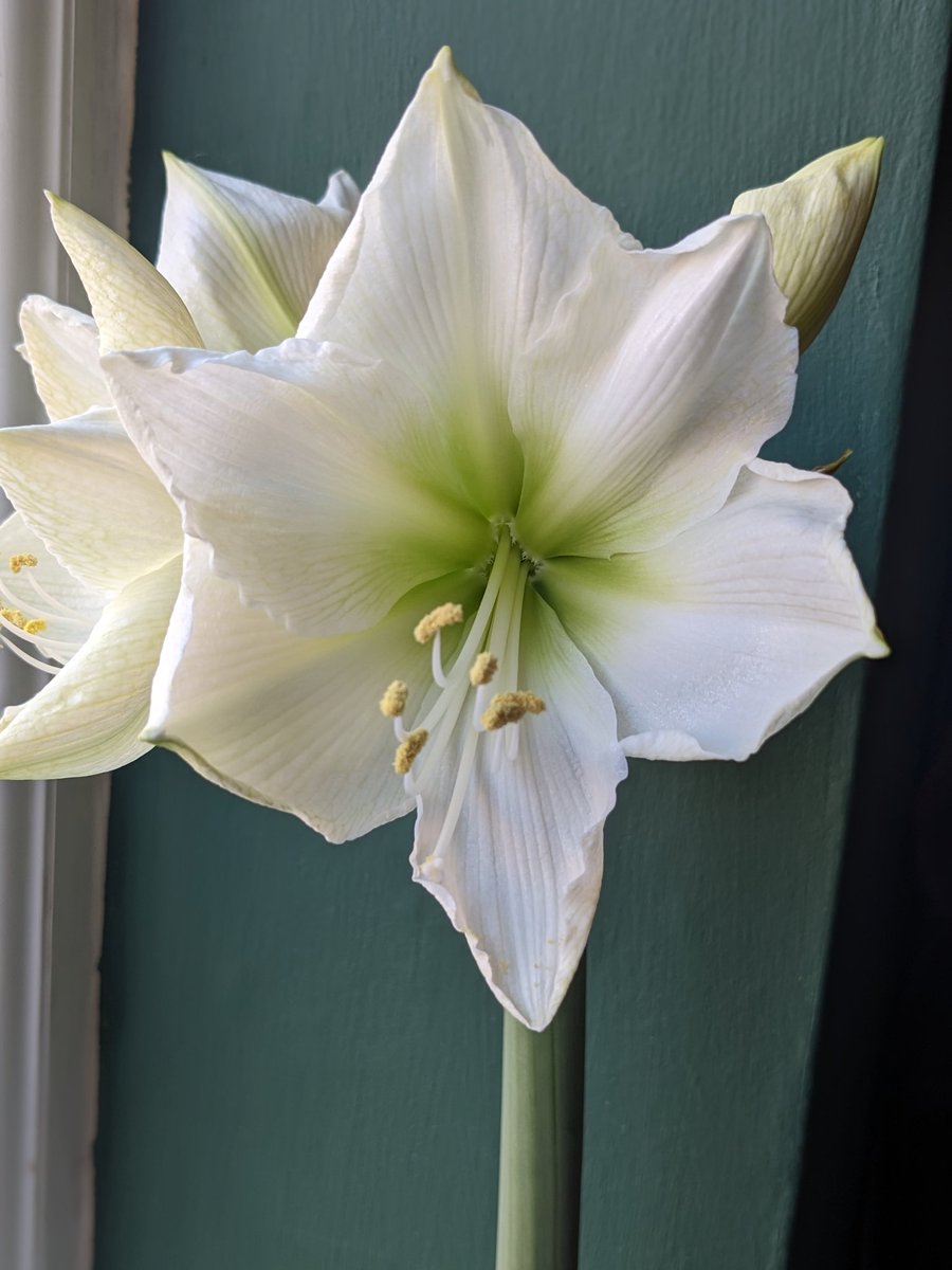 Raisinmeister tweet media