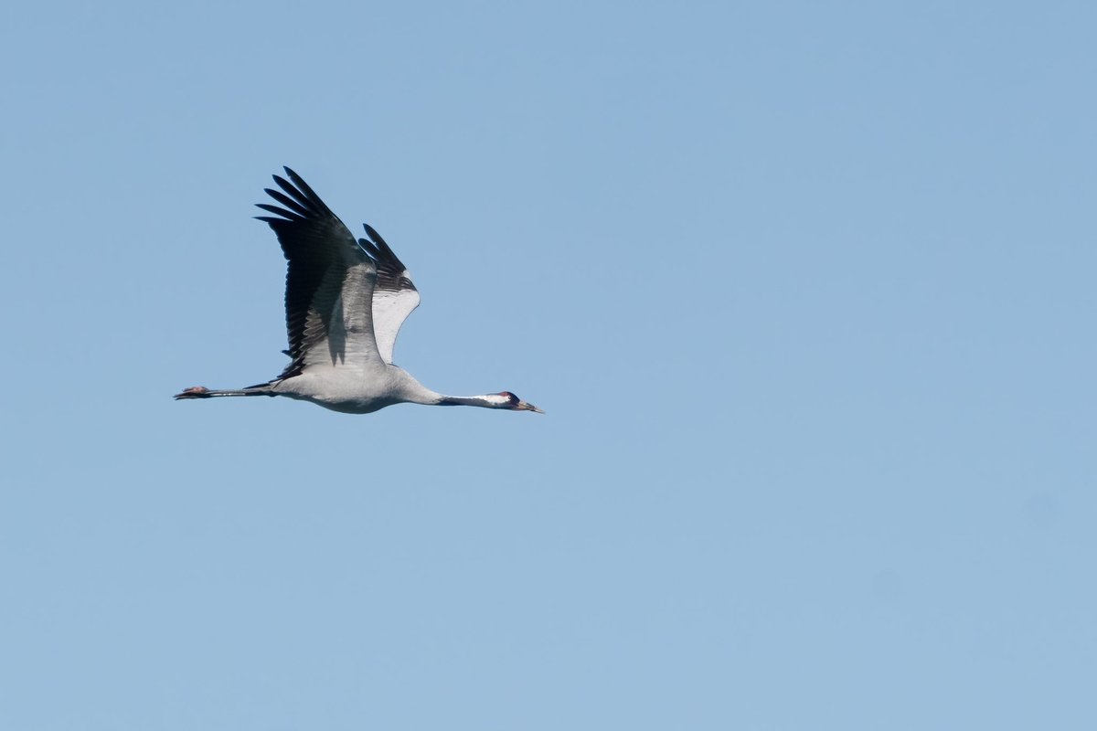 Rather than walking round the reservoir Phoebe Bridgers style I ran.  Glad I did as it flew off just before I got there and flew past me heading north.  Crane at Island Barns Res.  Later seen over Richmond Park. Thanks to <a href="/DarrenSpragg1/">Darren Spragg</a> and <a href="/dave_harris23/">Dave Harris</a>.   <a href="/SurreyBirdNews/">SurreyBirdClubNews</a>