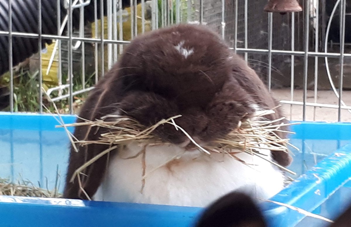 nuttyisis's tweet photo. @RabbitRWAF Or 12 years!!!!

This is our fantastic 12 year old Lola, she is a super Bun!!!!! https://t.co/sH4c4GGAuX