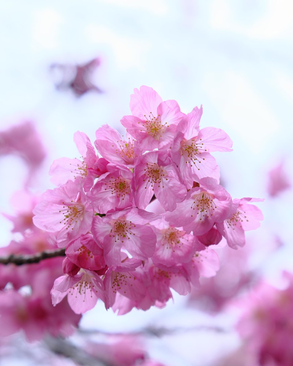 #YokoSakura #YokoZakura #CherryBlossom #sakura
#Springhascome
#YamashitaPark #Yokohama
#fujinon #fujixseries #myfujilove #xt4 #fujifilmxt4 #fujixt4 #MyFujifilmLegacy #Fujifilm #fujilove #life_with_xseries #myfujifilm #fujilovegear #xf1655 #xf1655mmf28