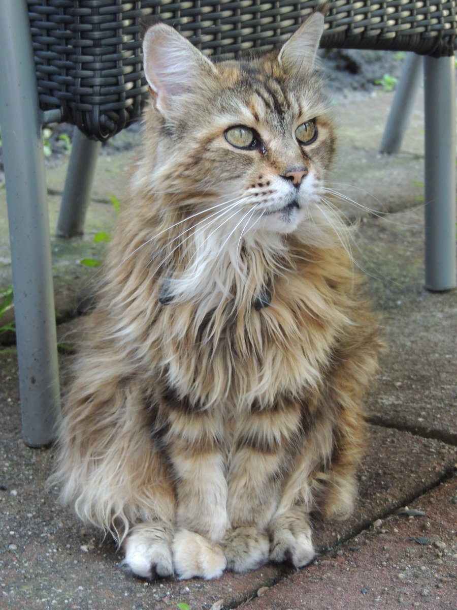 Angélique Kool tweet media