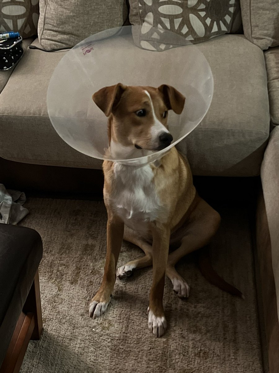 chase owens tweet media