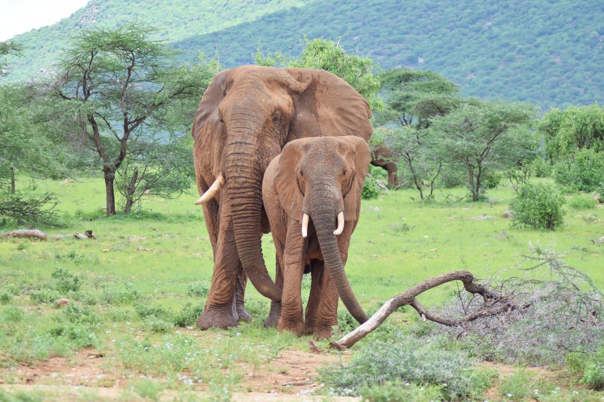 An incredible moment where the true size of a bull elephant was put into perspective. 

I thought this 24 year old female was pretty big until a bull in musth came along...