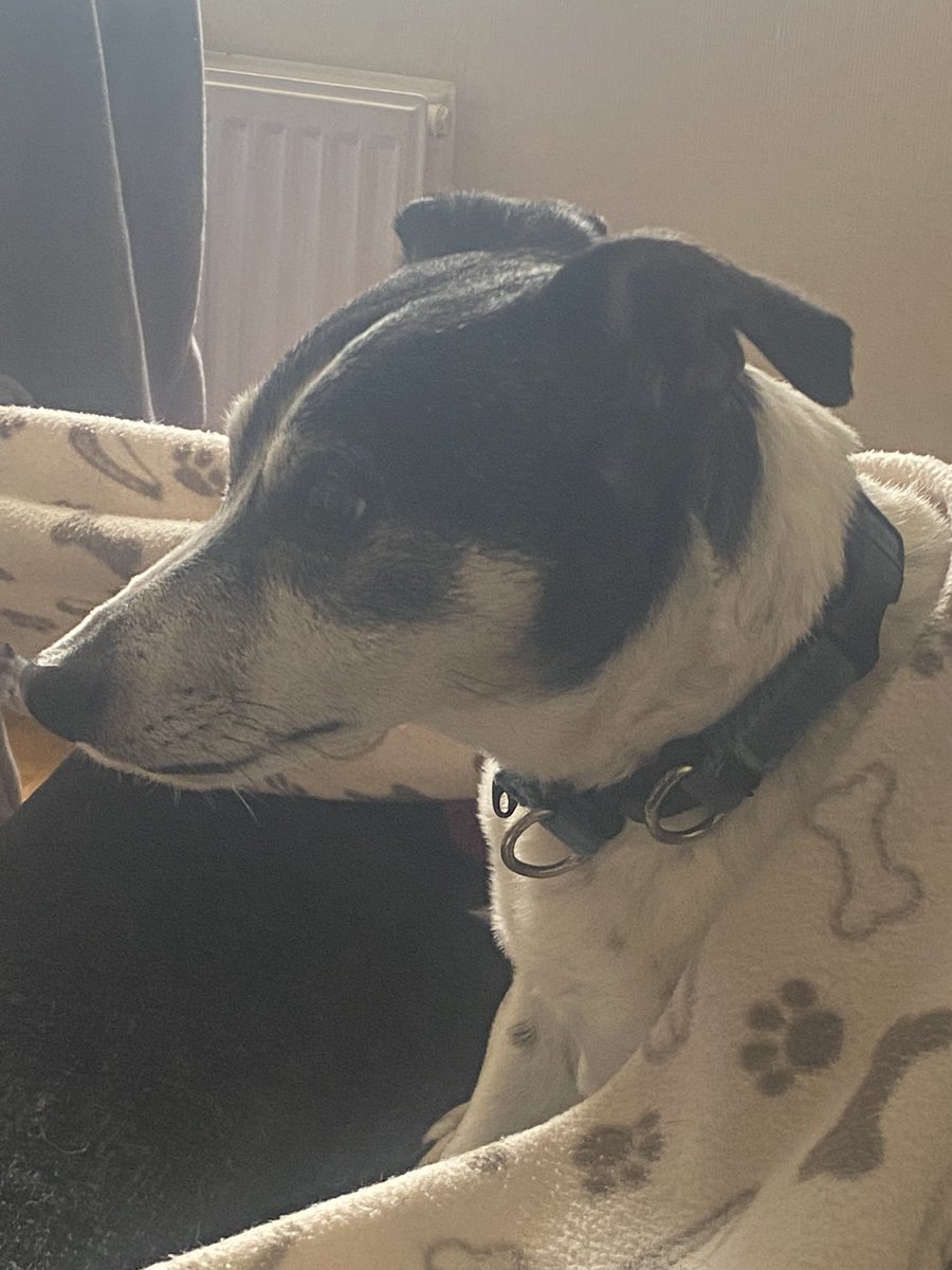 russell_terror's tweet photo. Doing my best not to pose for hoomum https://t.co/5O6AqEEOID