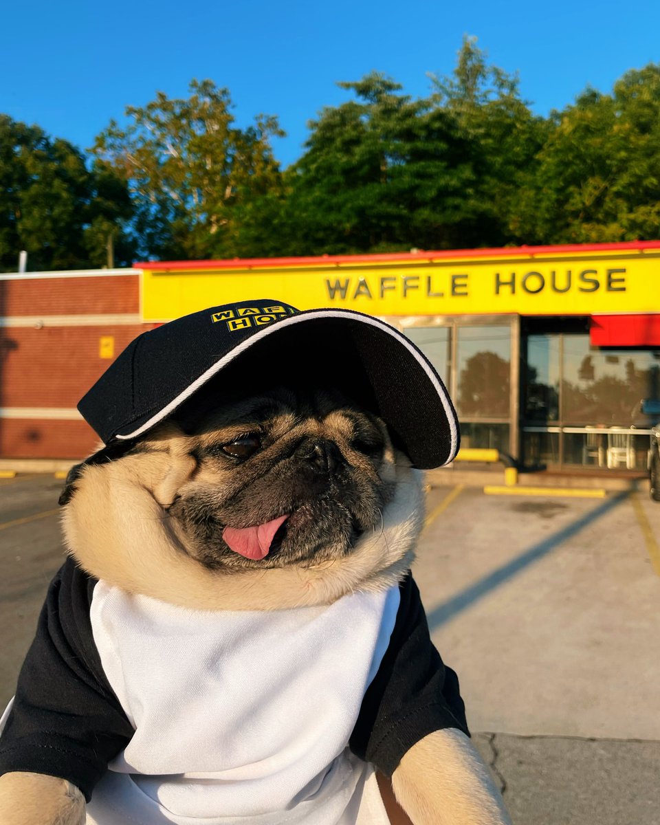 itsdougthepug's tweet photo. No, don't get stressed, it's gon' get figured out! Oh, deep conversations at the Wafflе House! 🧇 @jonasbrothers https://t.co/b0vAvveLO2