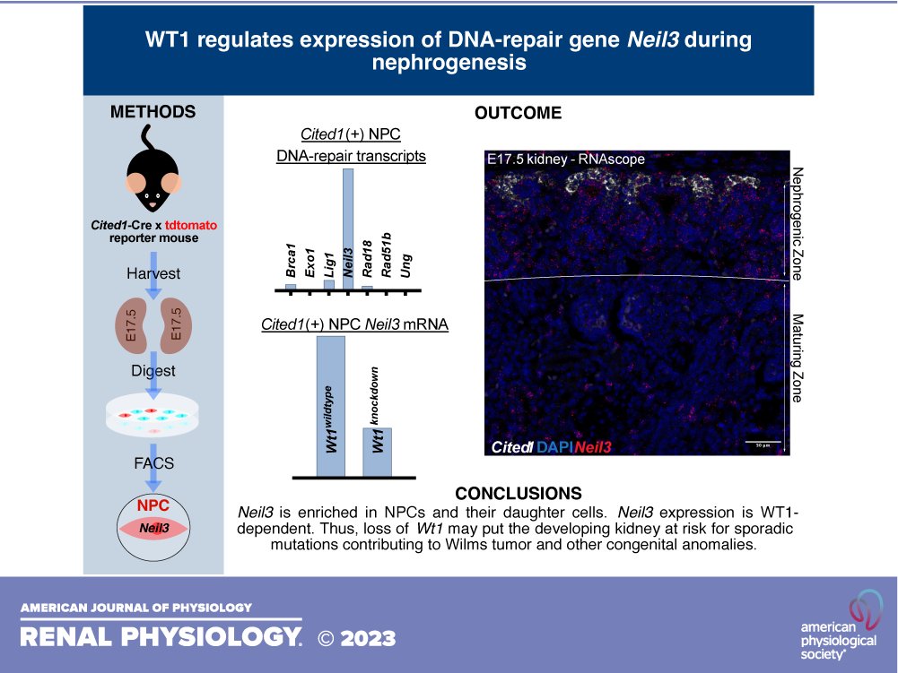 AJPRenal's tweet image. WT1 regulates expression of DNA repair gene Neil3 during nephrogenesis
📝Kyle Dickinson, Leah Hammond, Murielle Akpa, Lee Lee Chu, Caleb Tse Lalonde, Alexandre Goumba, and Paul Goodyer 
👉🏾ow.ly/Tig750NCvw9
#AJPRenal #WilmsTumor #KidneyInjury @McGillMed