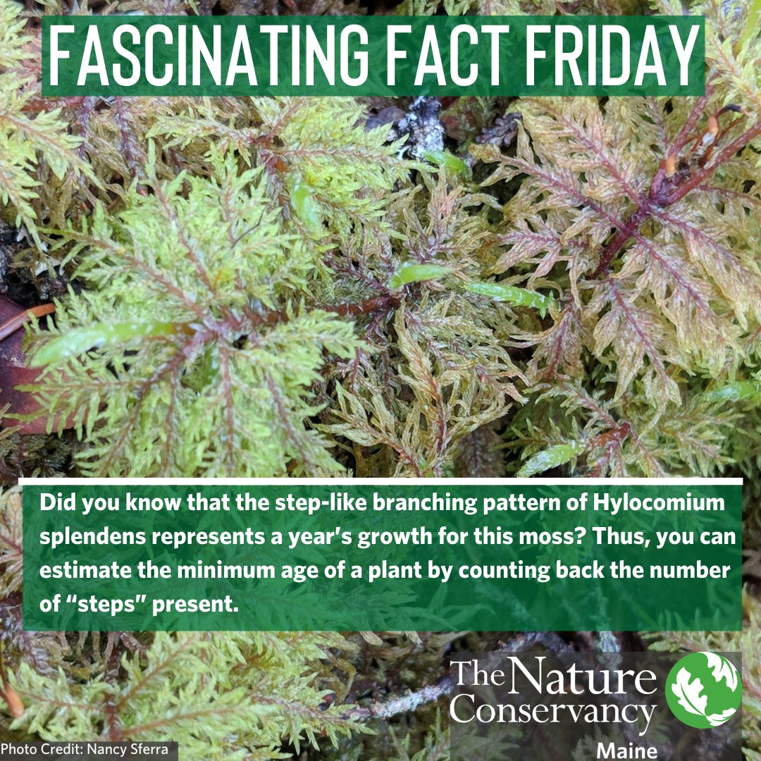 TNCmaine's tweet photo. This photo of Step-moss (Hylocomium splendens) was taken at Big Reed Forest Reserve, forested land in Maine that has never been logged! #FascinatingFactFriday https://t.co/Y7DoFUHw9u