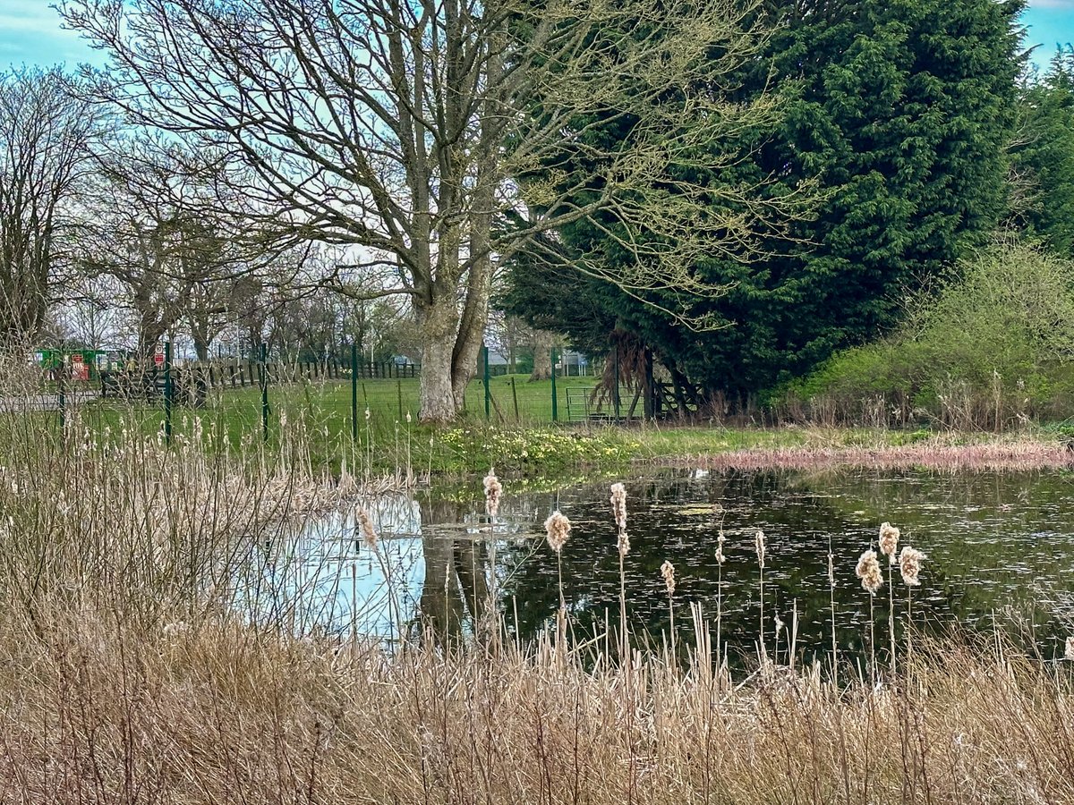 HunterBevan's tweet photo. The primroses are in full bloom at The Fort, Oswestry and we're going to be enjoying the first long weekend of the year here at Hunter Bevan. 🐣

 We will be back to our duties as usual at 8:30 am 11th of April 📆

#hunterbevan #oswestry #business #marketing https://t.co/KNpHFeqOWI