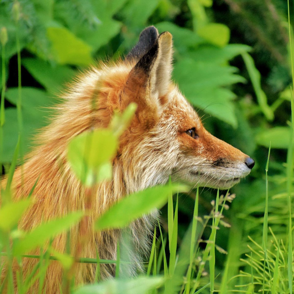 The #fox has many tricks. The hedgehog has but one. But that is the best of all.” ~ Ralph Waldo Emerson

#animals #LGBTQIA