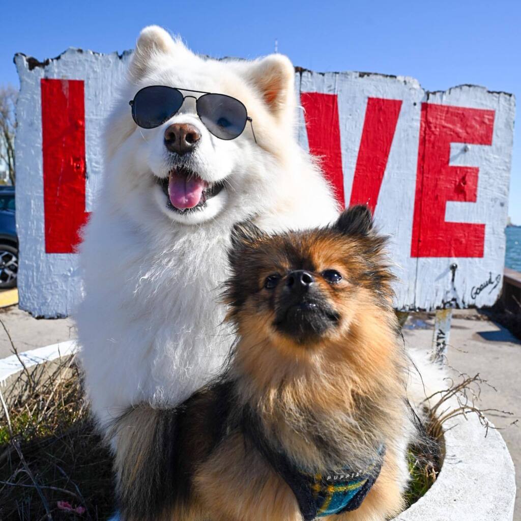 Ryder The Samoyed (@ryderthesamoyed) / Posts / X