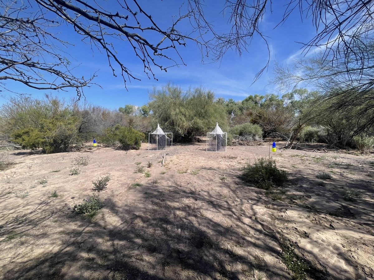 EvaSHornaLowell's tweet photo. Yesterdays fieldwork took me to Picacho State Park. A very remote California state park in the south eastern part of the state along the Colorado river. The desert flowers are blooming! The insect are out! #fieldwork #entomology #california #ImperialCounty #SDNHM https://t.co/I56KSaiA8o