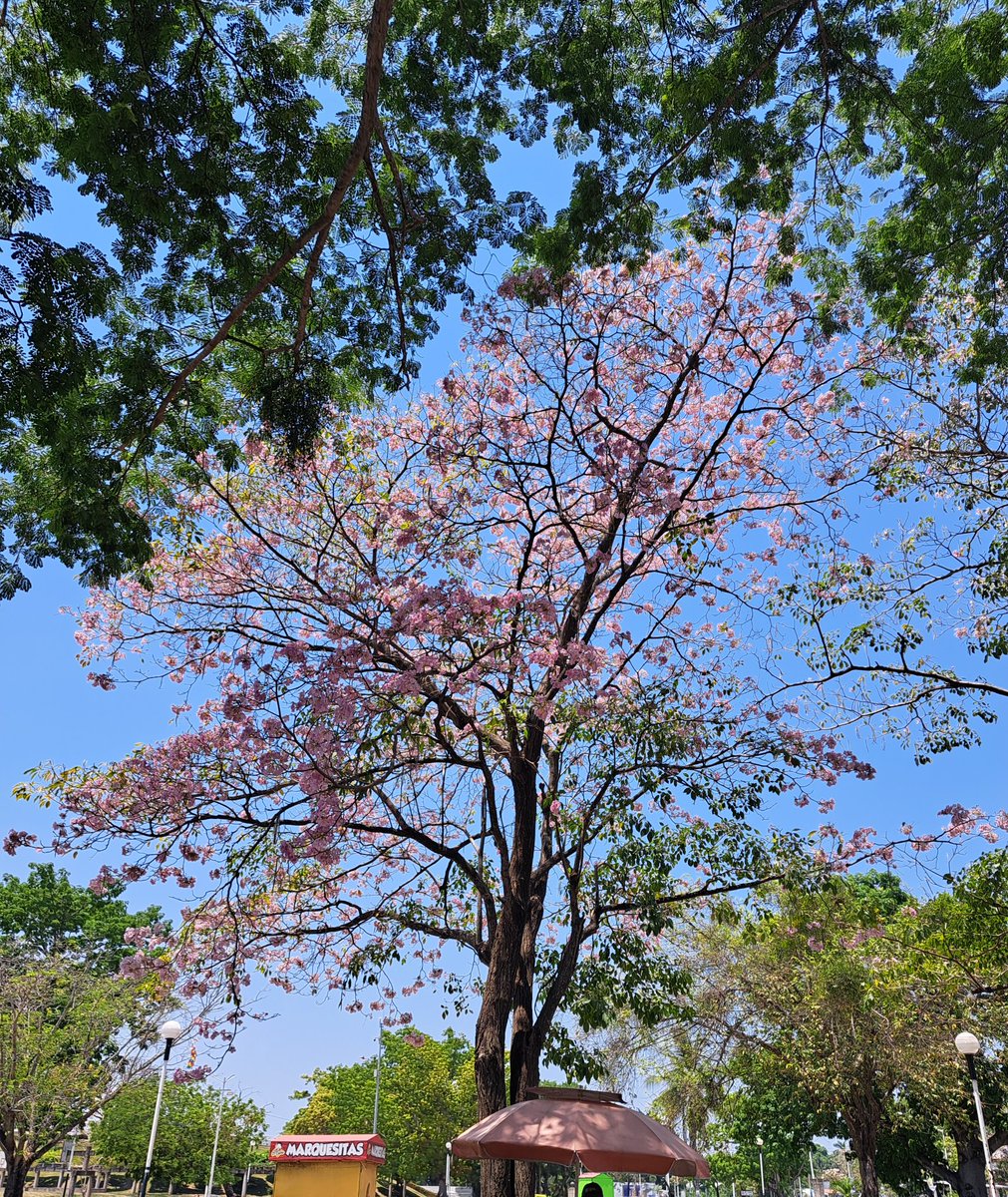 DmPlantas's tweet photo. Parque La Choca en #Villahermosa #Macuilis https://t.co/R8UaaYQWC6