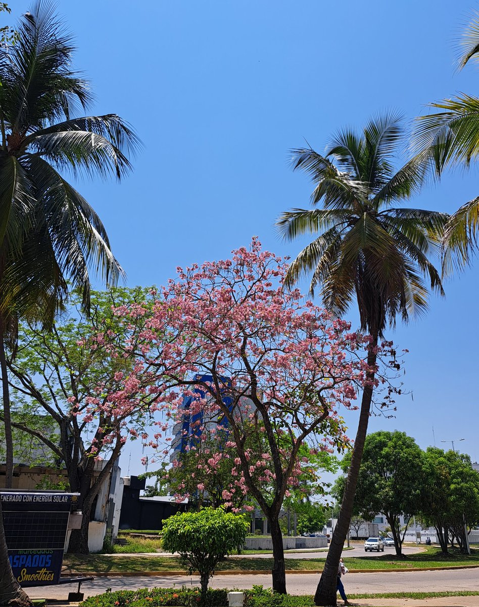 DmPlantas's tweet photo. Parque La Choca en #Villahermosa #Macuilis https://t.co/R8UaaYQWC6
