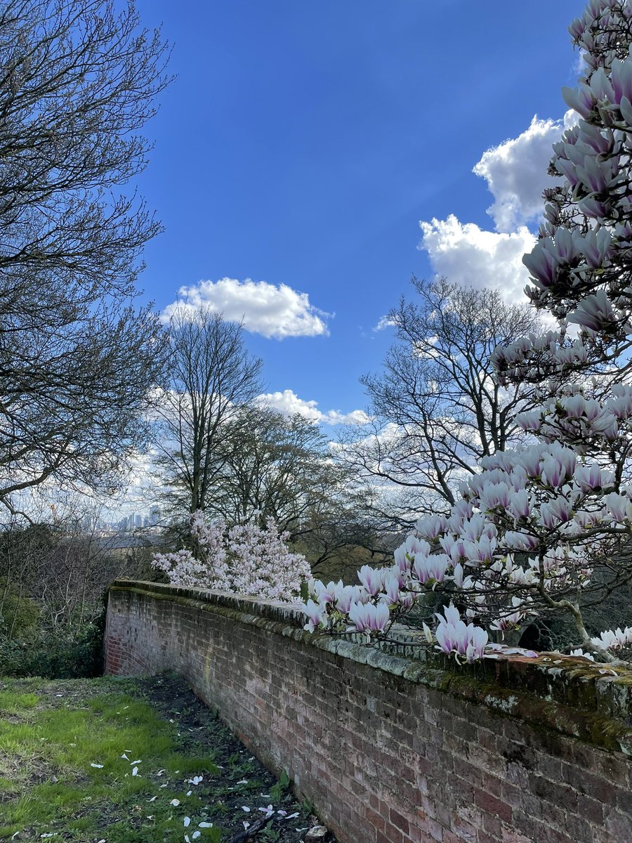 Magnolia and blue skies in London 🥰