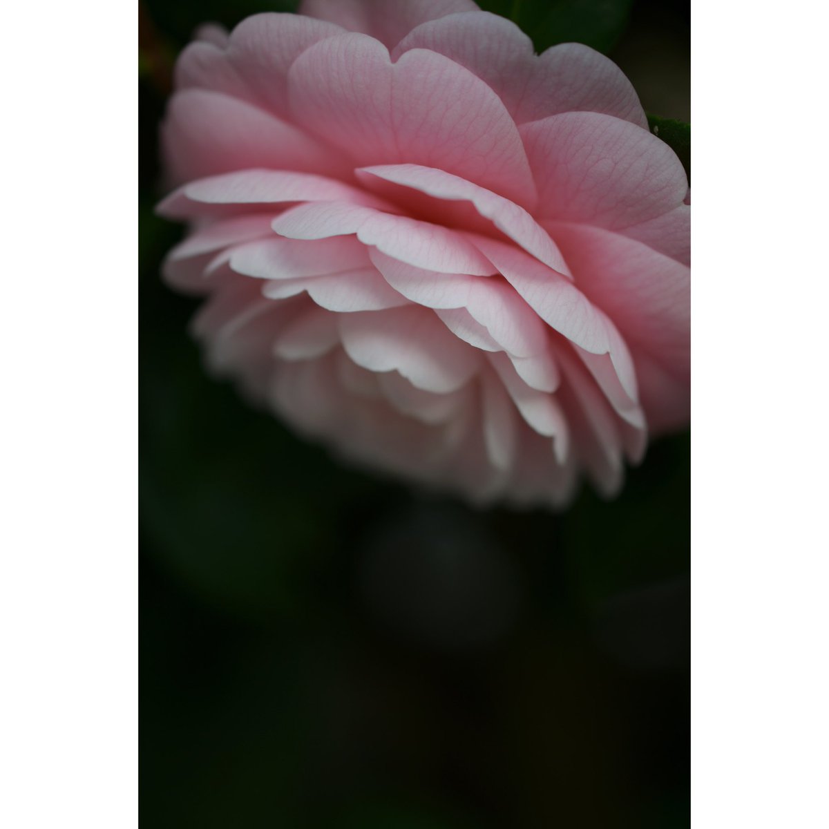 Cokyu271's tweet photo. 少し前の椿。

#flower #flowerstagram #flowers #ig_flowers #花のある暮らし #花の写真館 #私の花の写真  #はなまっぷ #wp_flower #prettypetals  #ザ花部 #tv_flowers #flowergallery #flowerlovers #fluer_noblesse #abs_softflowers #nikon #nikond7500 #椿 #camellia https://t.co/zNpdAhgvOw