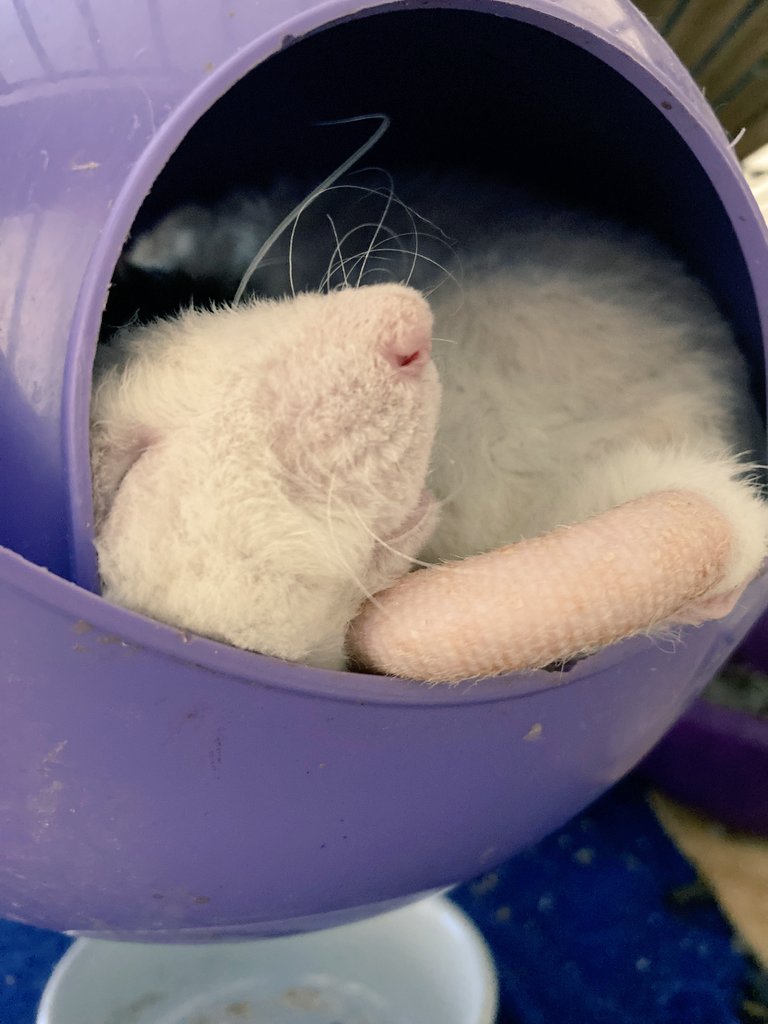 Sleepy rex roan boys!