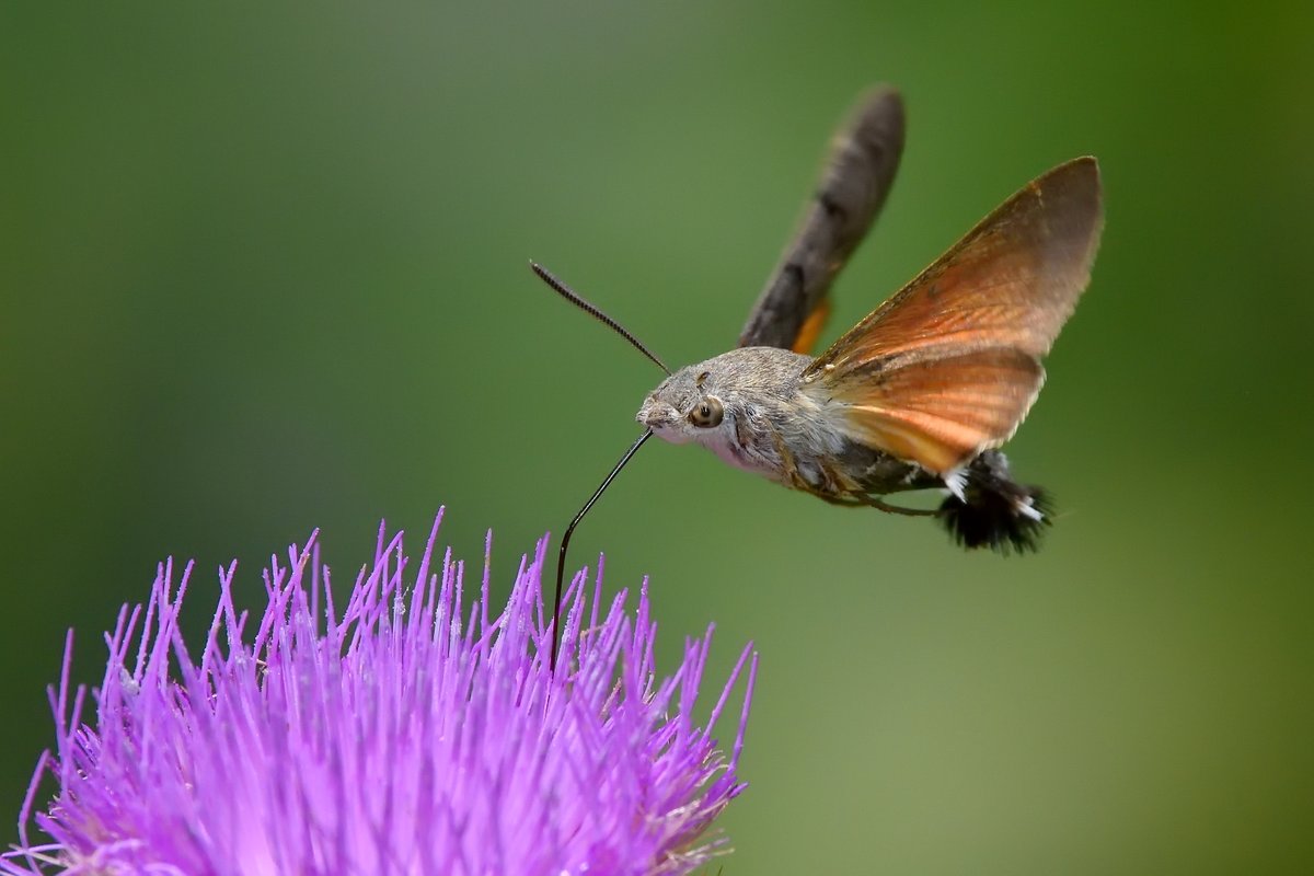 OMG! 7th April and a Hummingbird Hawkmoth appears at Bee Eater HQ - (only 500m from the walls of York) Image Credit: Shutterstock/library
<a href="/nybirdnews/">NorthYorksBirdNews</a> <a href="/VisitYork/">✨ Visit York ✨</a> <a href="/YorkPeregrines/">York Peregrines</a> <a href="/YorkBirding/">York Birding</a> <a href="/NorthYorkMoors/">North York Moors NP</a> #mothsmatter <a href="/savebutterflies/">Butterfly Conservation 🦋</a> <a href="/YorksWildlife/">Yorkshire Wildlife Trust - follow us on Bluesky 🦋</a> <a href="/Buzz_dont_tweet/">Buglife</a> <a href="/teesbirds1/">teesbirds</a>