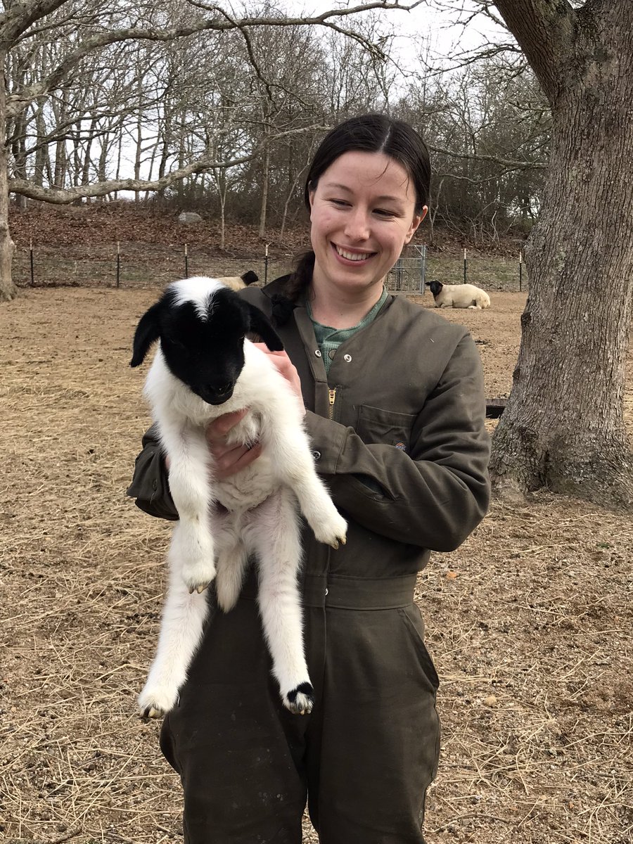 timarymaui's tweet photo. Had a fabulous day exploring Martha’s Vineyard. Logged in almost 6 miles, ran into an acquaintance I admire, 3 different hike, lobster 🦞 in Menemsha and a 3 day old lamb named Rhonda. 🥰 https://t.co/zuTojgZKb7