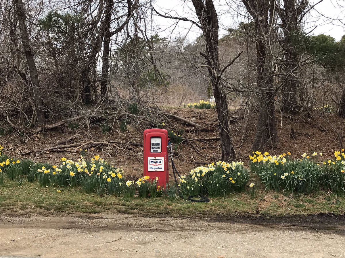 timarymaui's tweet photo. Had a fabulous day exploring Martha’s Vineyard. Logged in almost 6 miles, ran into an acquaintance I admire, 3 different hike, lobster 🦞 in Menemsha and a 3 day old lamb named Rhonda. 🥰 https://t.co/zuTojgZKb7