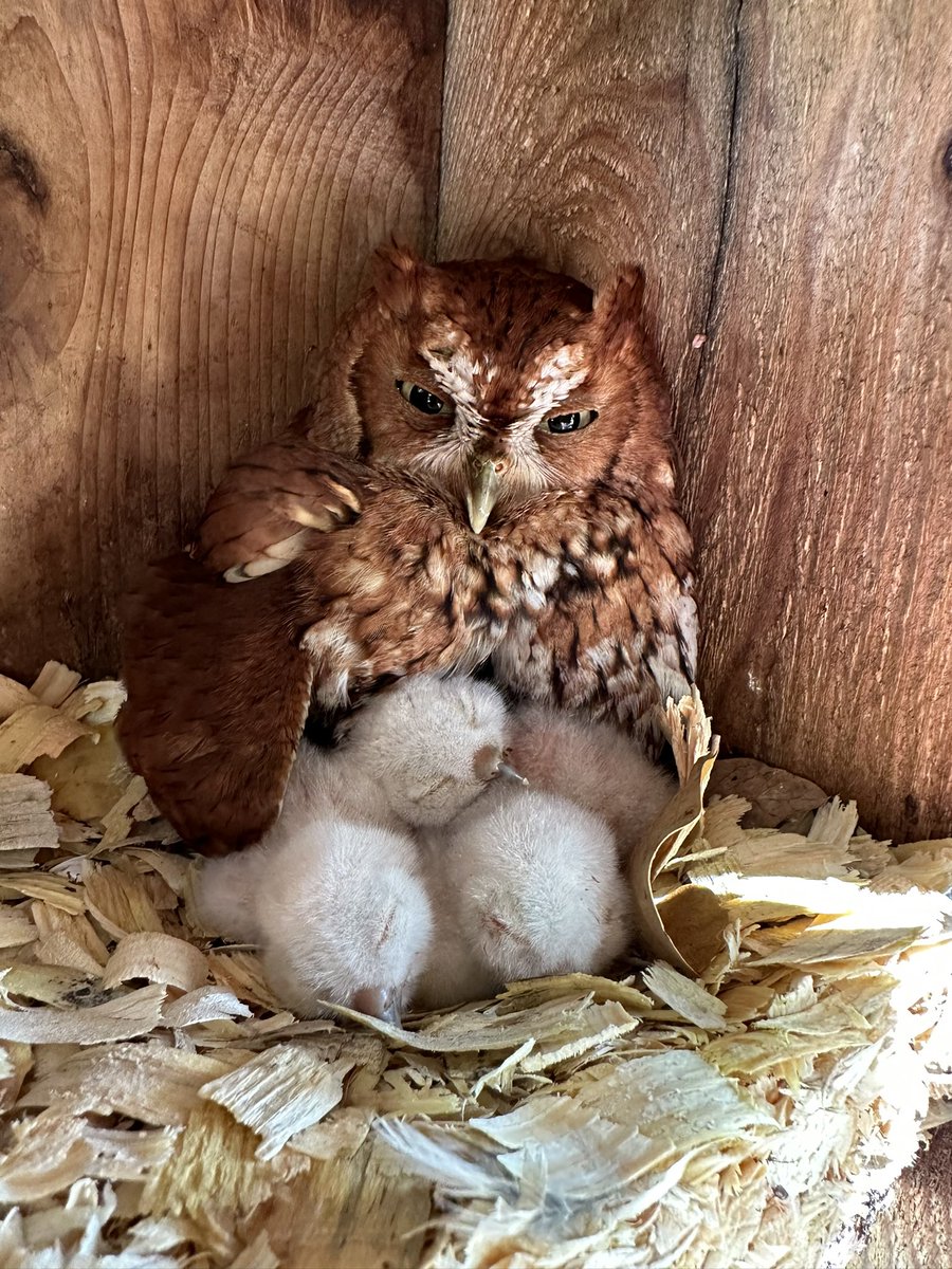 Ginger is the proud momma of three healthy hatchlings Hole 5 #oldefloridagolfclub #swfl #golf and the #environment #screechowl @gcsaa #golfcoursesuperintendent  @AudubonIntl #thisismyoffice @nativebirdboxes