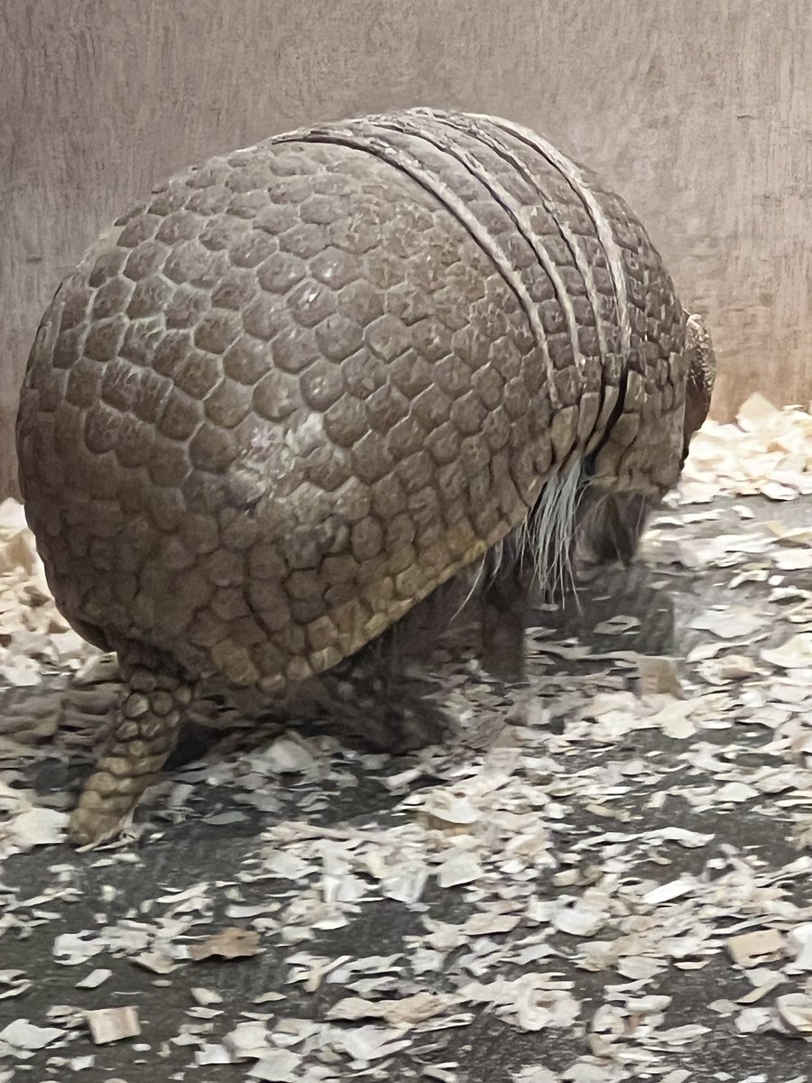solomen25515568's tweet photo. @UenoZooGardens https://t.co/CVLFHSLmgX