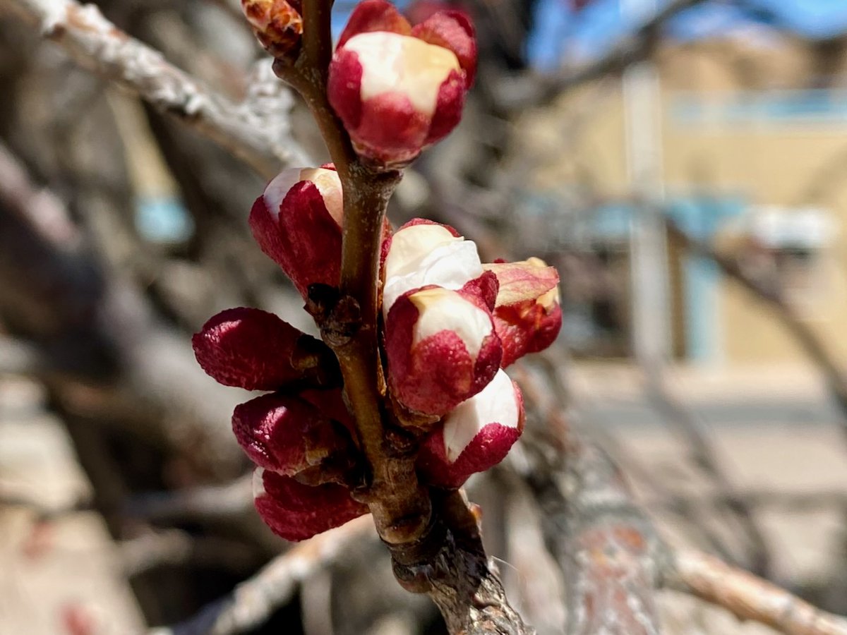 Susan J. Tweit tweet media