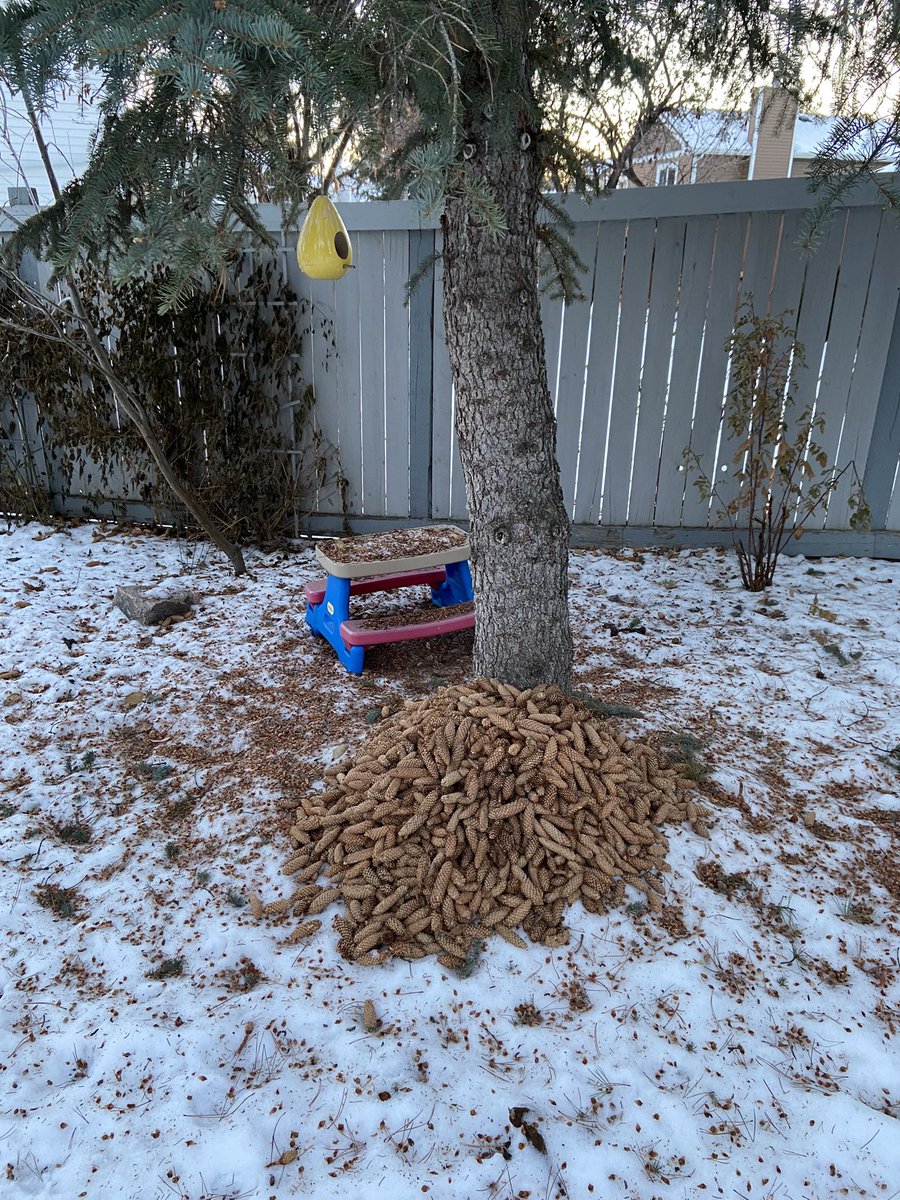 JohnESexsmith's tweet photo. @BrynMightyMouth I’ve never seen so many pine cones! https://t.co/sjS1SsDJWl