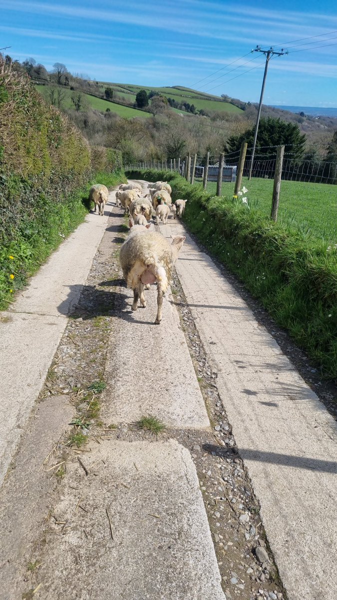 Busy morning moving, and dragging sheep. This weather is beautiful 🌞 #sheepfarming #farming #Devon