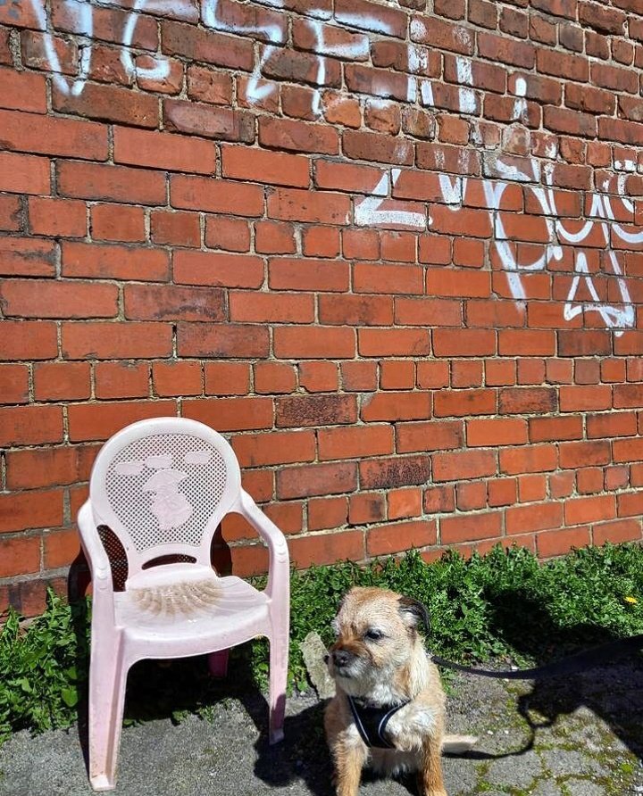 Random Shit find of the day - a mini pink throne - just Heidi's size 🐕 This chair must be from proper olden times, when they treated dogs like gods 👑 You can tell by all the hieroglyphics on the wall 😜 #prestwich #dogsoftwitter #strangestfind