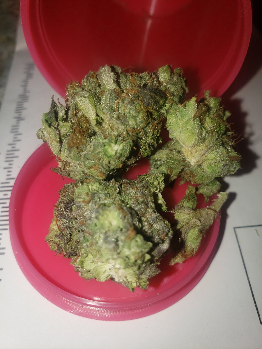 soylamejor's tweet photo. The strain name.... Booty Clapper... This is a new strain got it yesterday.. Can't stop laughing... Great name.  Still laughing 😅😂
 🤣🤣🤣🤣💚💚💚
#Mmemberville #bootyClapper  Have a good day my fellow stoners... #highLife https://t.co/rQpKQuRhb3