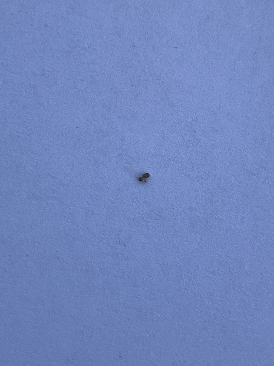 Any entomologists out there know what this is from a fuzzy picture? Taken from a seam of a leather sofa, approx. 1mm