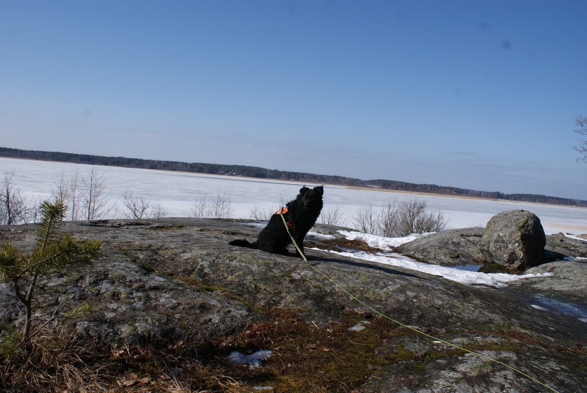 Lintulistalle tuli tänään tundra- ja metsähanhi, naurulokki, västäräkki (!!), tuulihaukka (!!!!) ja tähän asti puuttunut närhi -> 63/#100lajia 

#linnut #100lintulajia