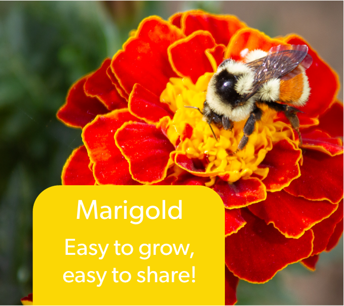 StAlbertLibrary's tweet photo. Looking for marigold seeds? Borrows some from the St. Albert Seed Library. We have short, tall, yellow, and orange. All are perfect for companion planting in veggie beds, containers, and filling in space in garden beds. #StAlbertSeedLibrary #StAlbertPublicLibrary #Marigolds https://t.co/QjGyTz9Xt1