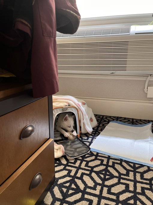 #SanFrancisco is so fun with my little partner Poli she is so quiet and hung out in her little house<a href="/tag/sanfrancisco"class="tags">#SanFrancisco</a>