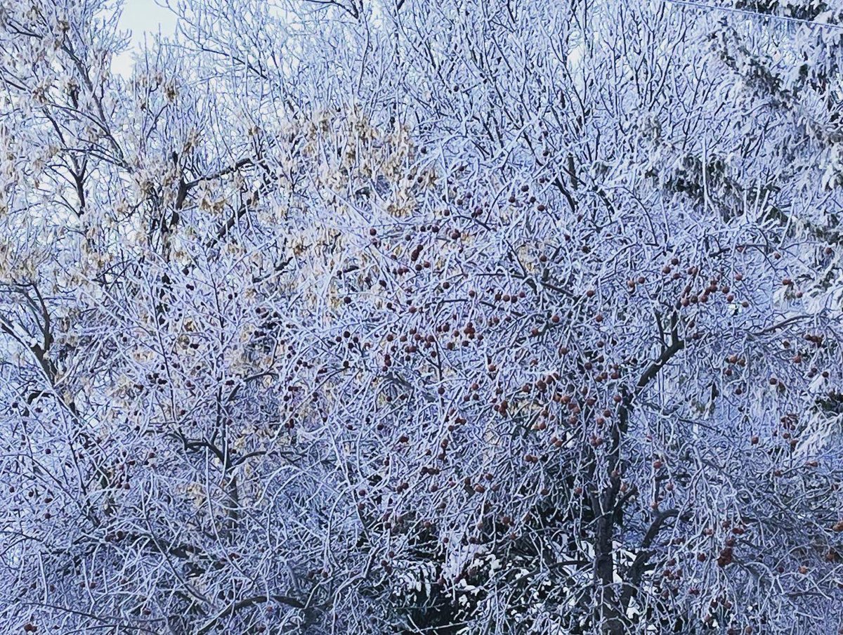 northdad's tweet photo. Frosty morning on the prairie. -1 F overnight, heading for +34 today, maybe 40s after that. Could spring finally be here? #neverendingwinter https://t.co/6XJV5tIYmc