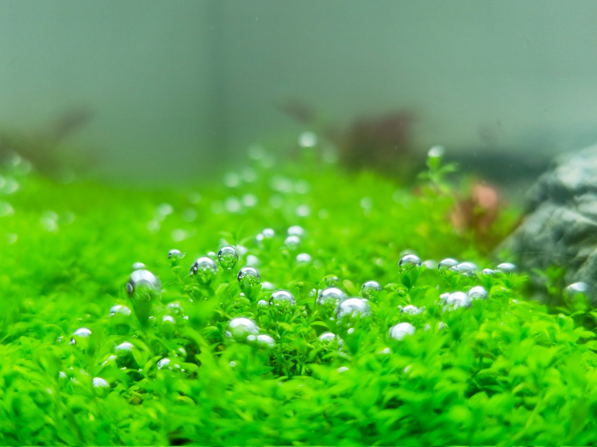 CD_Musgrave's tweet photo. #HCgrass pearling 🌱 #PlantedAquarium https://t.co/cEn2Zz2qUN