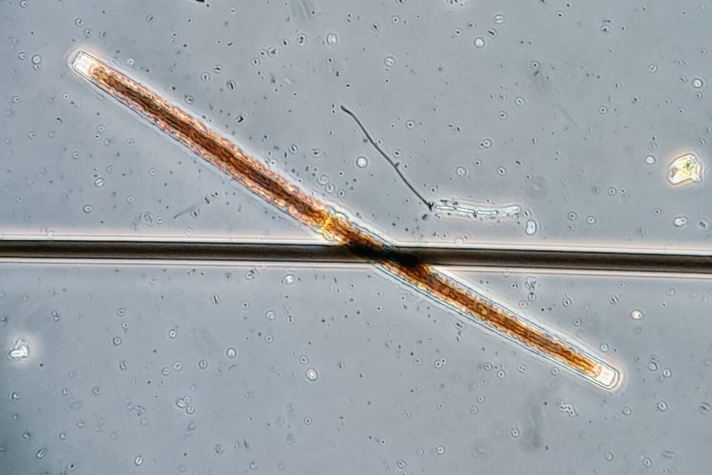 NotAPrimeNumber's tweet photo. I *may* have spent Good Friday drinking, & it *may* be Easter Saturday, thus missing #PhycologyFriday in my timezone.
But here is my humble offering this week:
#Desmid (#GreenAlgae) Pleurotaenium sp. https://t.co/slY71pUPwA