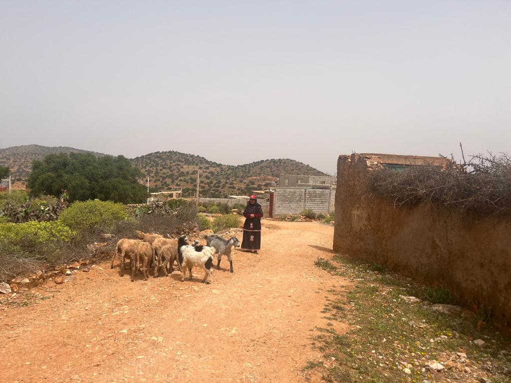 Dina Najjar tweet media