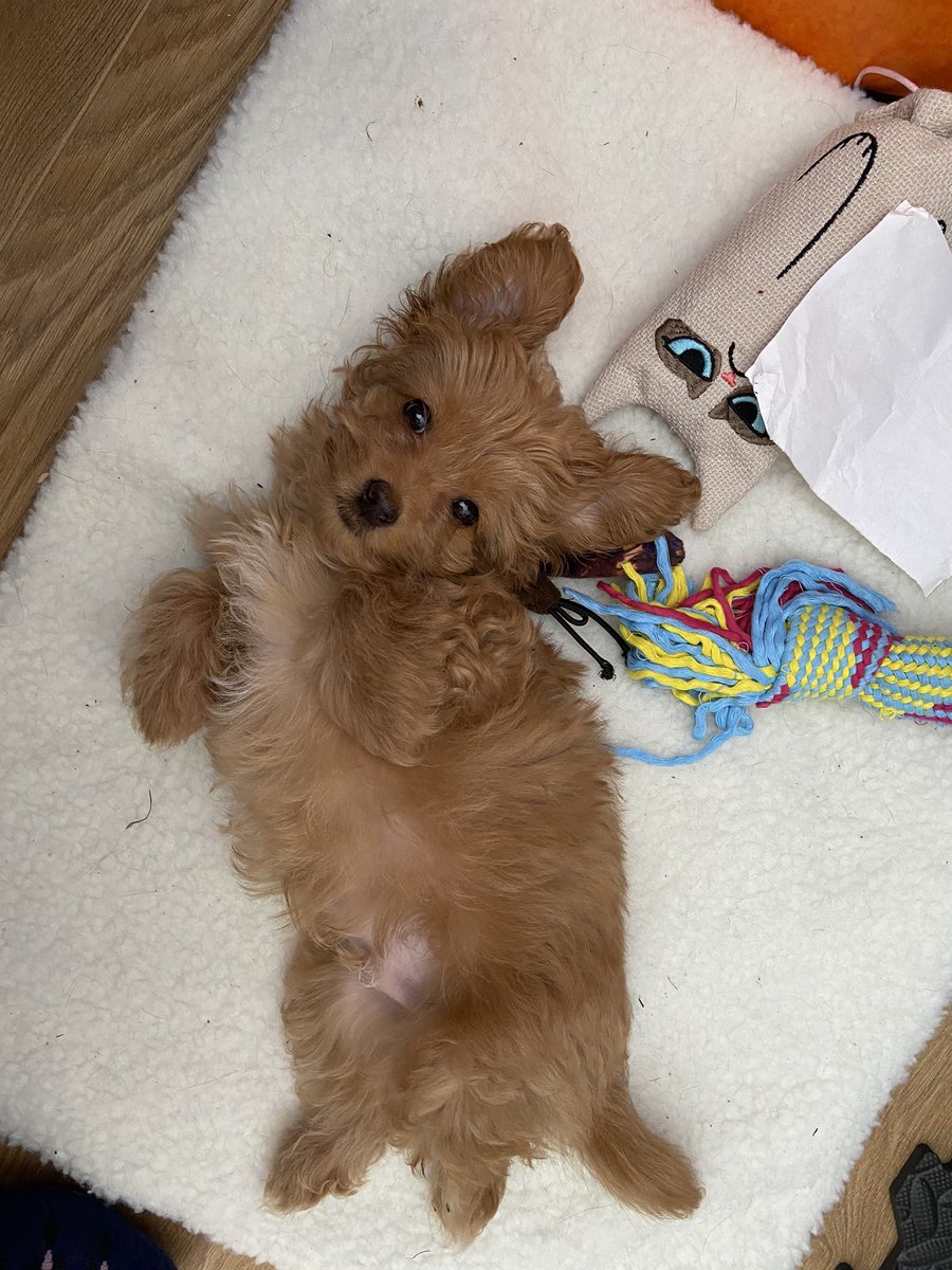 DylanOfDelfan's tweet photo. Hello #dogsoftwitter My name is Dylan and I’m new round here. Im only 12 weeks old but @MittensSox think I’m trouble. I only want to make friends. https://t.co/JisDQ3jG3q