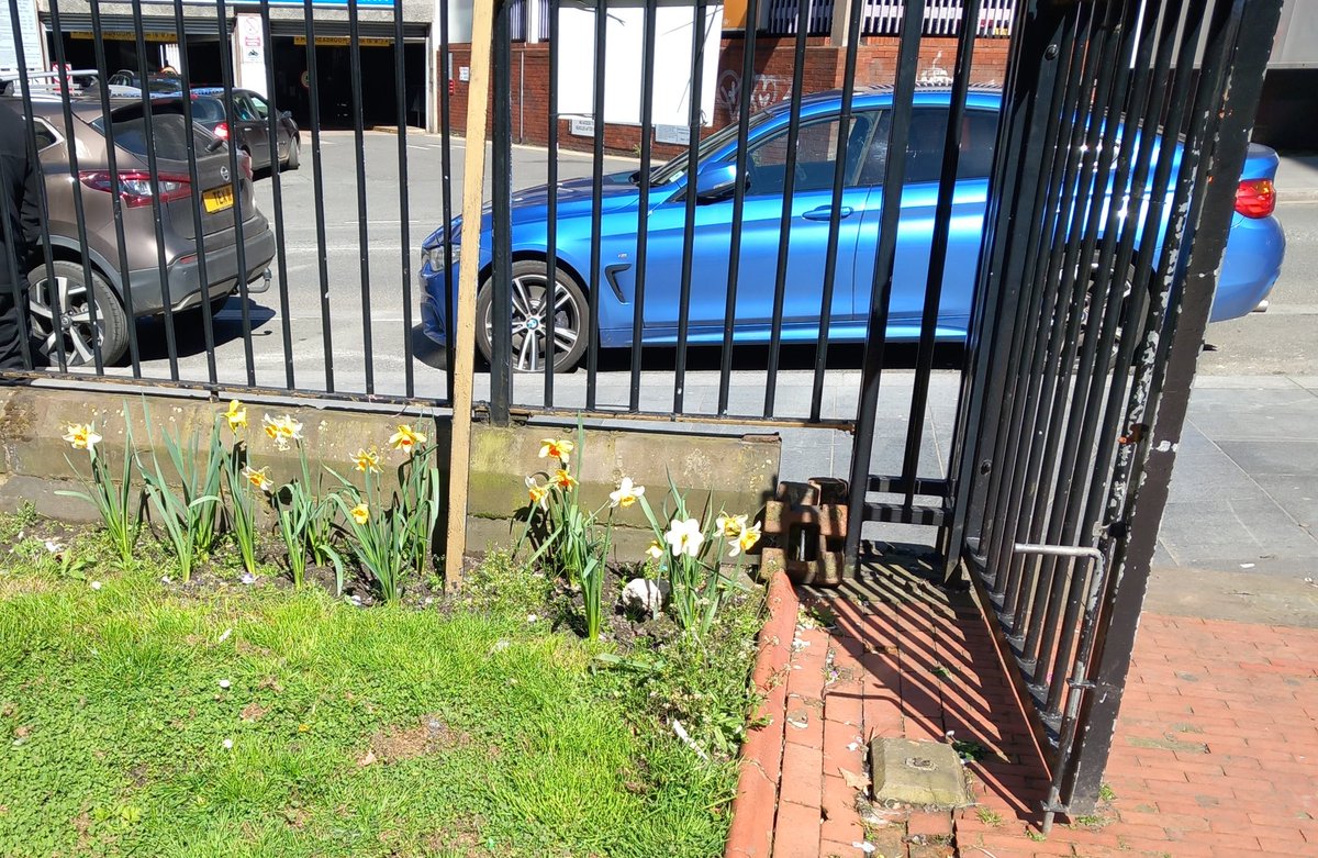 JohnnieMaguire's tweet image. Thank you to all @friendsofroscoe  this afternoon for a productive meeting in the sunshine...Small steps, daffodil bulbs blooming, litter picked and sign cleaning @B4Biodiversity @sean051