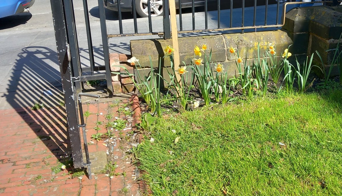 JohnnieMaguire's tweet image. Thank you to all @friendsofroscoe  this afternoon for a productive meeting in the sunshine...Small steps, daffodil bulbs blooming, litter picked and sign cleaning @B4Biodiversity @sean051