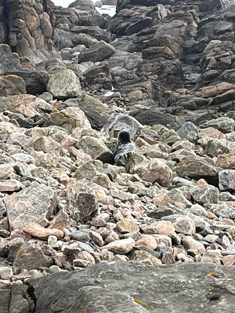 A well camouflaged seal this morning #greyhopebay #Aberdeen