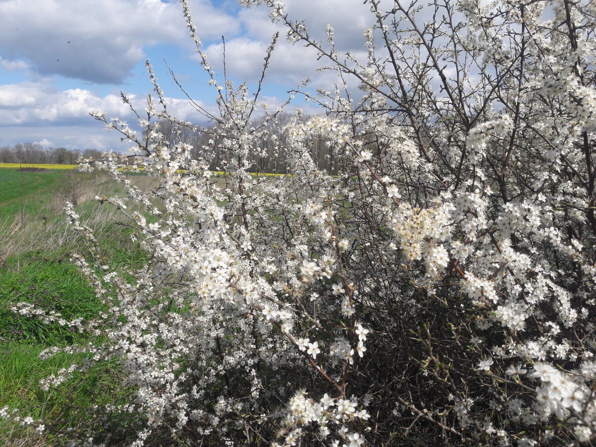 MGiraudNature's tweet photo. MAIS  OÙ SONT LES INSECTES ? Pas un papillon, pas une abeille, pas un  bourdon, pas une mouche sur cette haie de prunelliers. Même phénomène  aux alentours, je n'avais encore jamais vu ça. #animaux https://t.co/e7E4IQGS8y