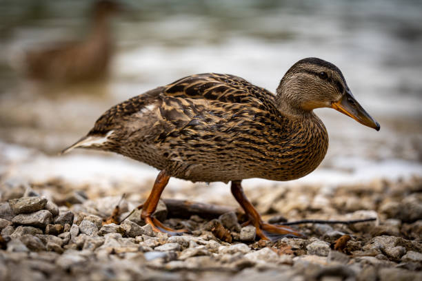 ENTIFA🦆《B》 tweet media
