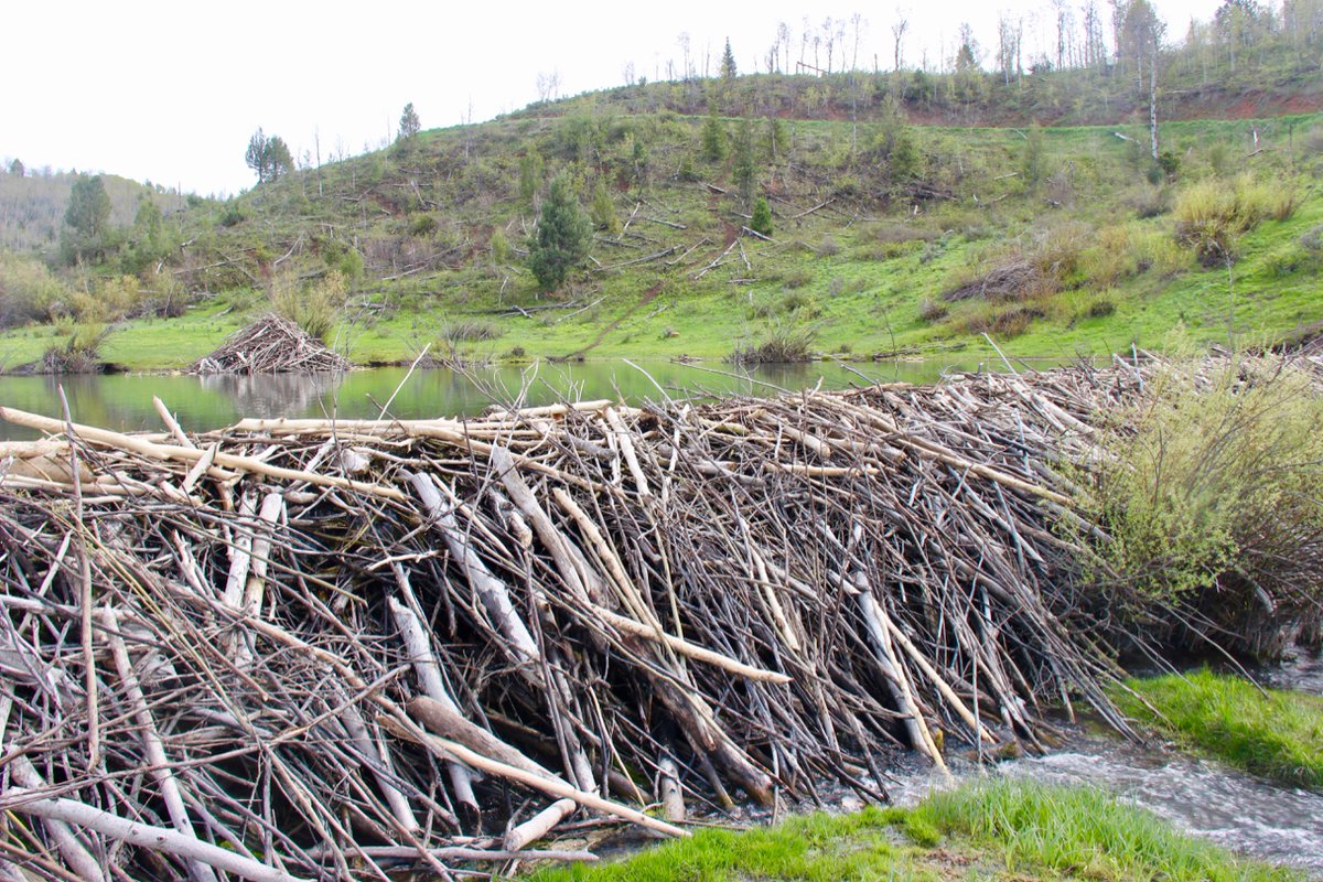 Ben Goldfarb tweet media