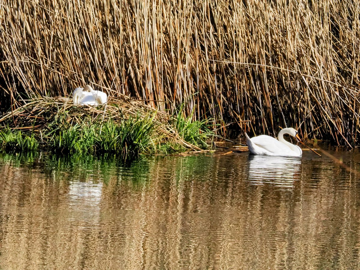 'Should have sent him to B&Q' 😂 - nestbuilding! #Swans #ClockburnLake #DerwentWalkCountryPark