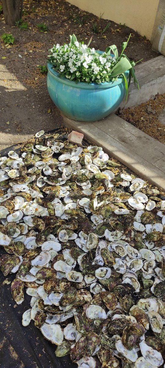 lickedspoon's tweet image. First bag of shells down on my oyster shell path... #UseWhatYouHave