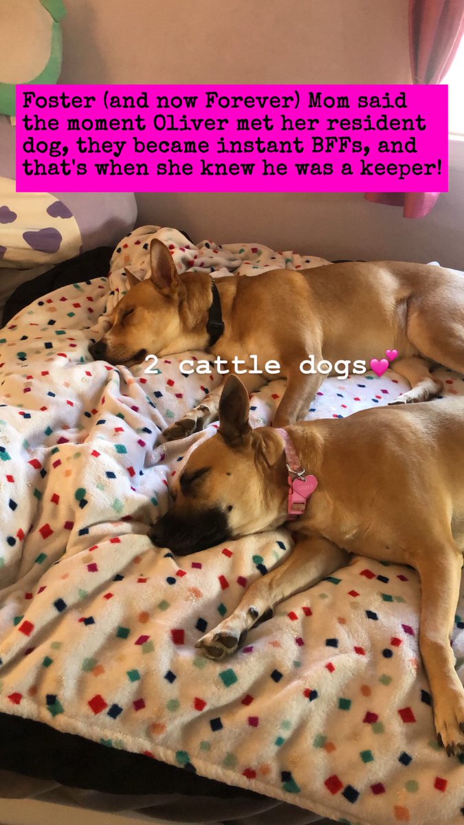 lostdogrescue's tweet photo. It truly is a #Good #FosterFriday 💛
Read Oliver's #fosterwin story! (in the photos)
Become a #foster 🐶🐱
https://t.co/RHoA9ajjmZ
#feelgoodfriday #fosterfridays #fosterfail #adopted #makeadifference #adoptdontshop #fosteringsaveslives #thankyou https://t.co/satmMhMXU7