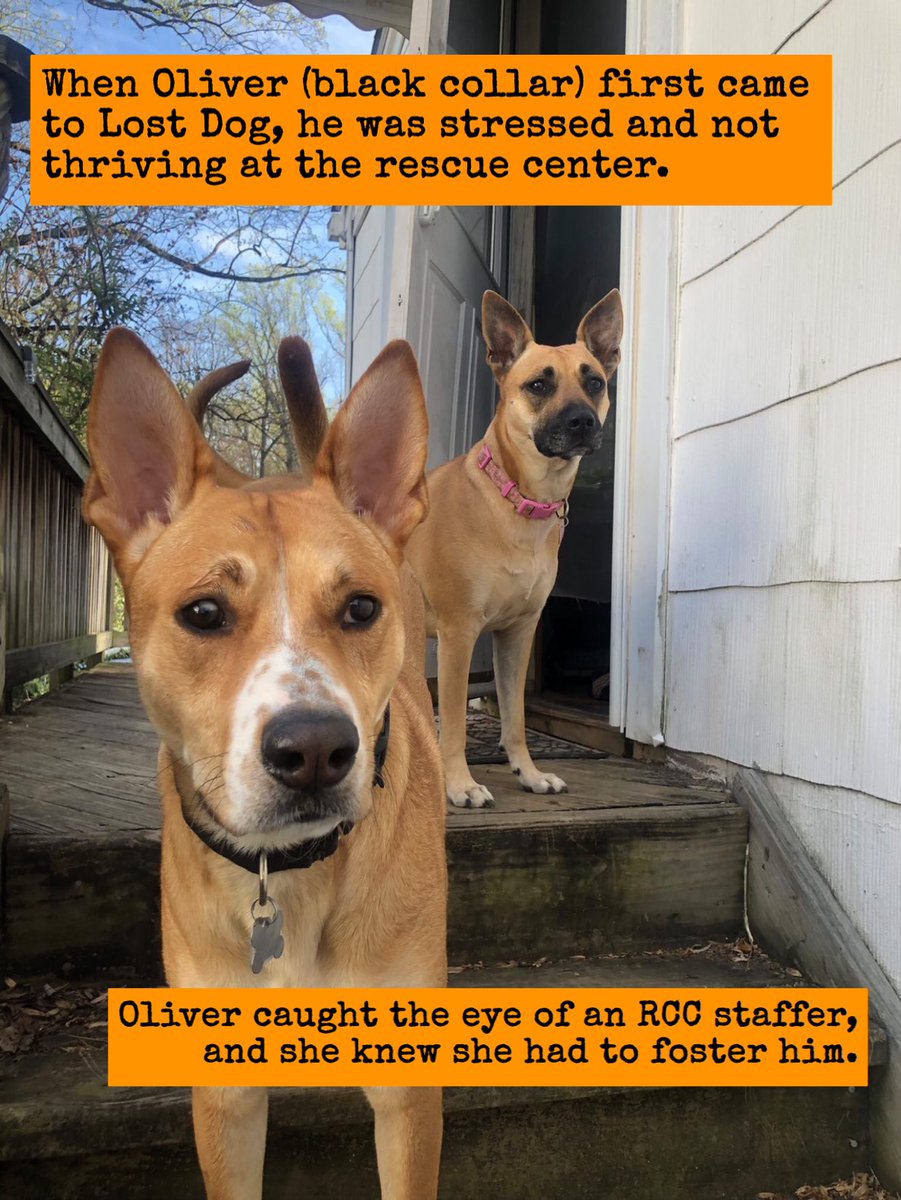 lostdogrescue's tweet photo. It truly is a #Good #FosterFriday 💛
Read Oliver's #fosterwin story! (in the photos)
Become a #foster 🐶🐱
https://t.co/RHoA9ajjmZ
#feelgoodfriday #fosterfridays #fosterfail #adopted #makeadifference #adoptdontshop #fosteringsaveslives #thankyou https://t.co/satmMhMXU7